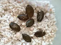 2018-02-26 Steirischer Ölkürbis17H30.webp