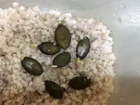 2018-02-26 Steirischer Ölkürbis21H50.webp