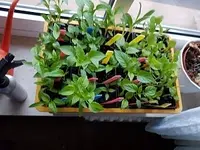 paprika.webp