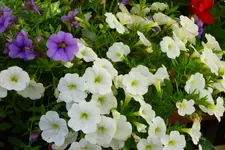P1020135.jpg