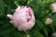 Pfingstrosen Sarah Bernhardt0210.webp