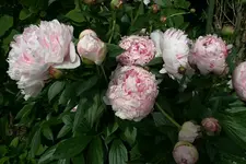 PfingstrosenSarah Bernhard2409.webp