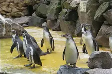 cPinguin_0003_DxO.jpg