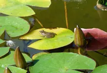 P1020858 frosch.webp