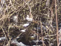 BILD8949.webp