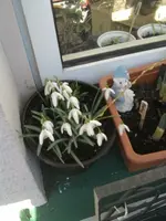 Schneeglöckchen.webp