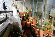 c044.webp