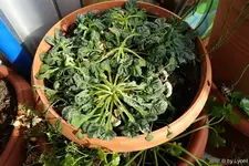 c041.webp