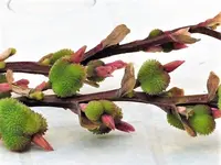 Canna.jpg