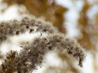 Solidago.webp