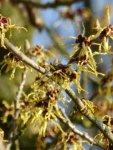 P1090067Hamamelis mollis.jpg