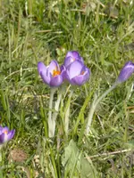 P1090065violette Krokusse.webp