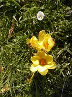 P1090064gelbe Streifenkrokusse.webp