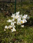 P1090062weiße Krokusse.jpg