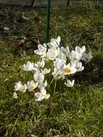 P1090062weiße Krokusse.webp
