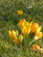 P1090061Gelbe Krokusse.webp