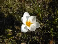 P1090060weißer Krokus.webp