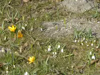 P1090057Schneeglöckchen und Krokusse.webp