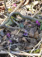 P1090082Vorfrühlingsalpenveilchen.webp