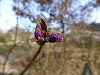 P1090080Dahurische Azalee.webp