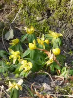 P1090071Winterlinge.webp