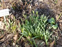 P1090085Narzissen.webp