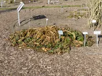 P1090087etwas Erfrorenes.webp