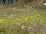 P1090088Krokusse und Winterlinge.jpg