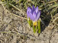 P1090090violette Krokusse.webp