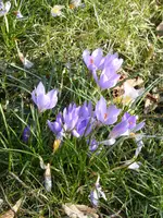 P1090093Lila Vorfrühlingskrokusse.webp