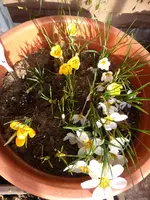 P1090098weiße Krokusse.webp