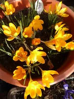 P1090097gelbe Krokusse.webp