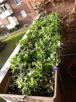 P1090096Hornveilchen.webp