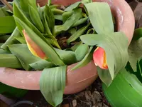 P1090095Tulpen.webp