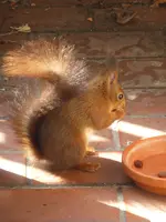 P1090051Eichhörnchen.webp