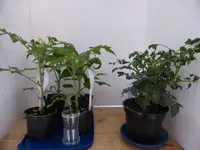 P1090105Tomaten Übersicht.webp