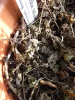 P1090103Englische Minze.webp