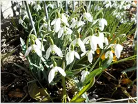 Schneeglöckchen 3b.webp