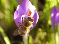 Erste Bienen1.webp
