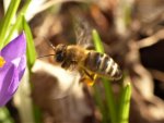 Erste Bienen2.jpg