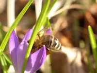 Erste Bienen3.webp