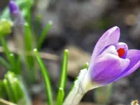 Krokus1.webp
