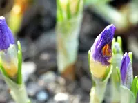 Krokus2.webp