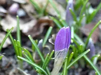 Krokus3.webp