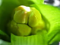 Hyazinthe.webp