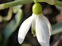 Schneeglöckchen.webp
