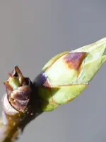 weißer Flieder.webp