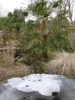 P1020284Palme.webp