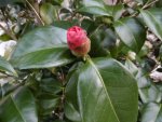 P1020282Camelia.jpg