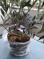 IMG_20180307_162410.webp